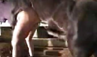 kadın, hayvan pornosu xxx klipleri