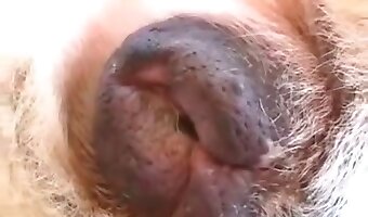 gerçekten, hayvanat bahçesi seks